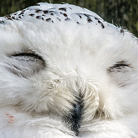 Buy canvas prints of Sleepy Snowy Owl by Mike Lanning