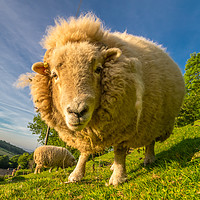 Buy canvas prints of Ewe What? by Mike Lanning
