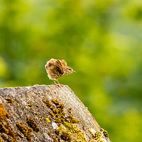 Buy canvas prints of Fledgling Wren by Mike Lanning