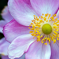 Buy canvas prints of Pink "Japanese Anemone" by Bob Walker