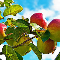 Buy canvas prints of Racky Down - Old English Apple by Bob Walker
