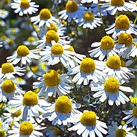 Buy canvas prints of Scented Mayweed by Bob Walker