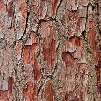 Buy canvas prints of Bark on a Pine Tree by Bob Walker