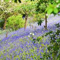 Buy canvas prints of Bluebell Bank by Bob Walker