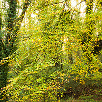 Buy canvas prints of Autumnal Trees in Luxulyan Valley by Bob Walker