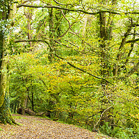 Buy canvas prints of Autumnal Luxulyan Valley Woodland by Bob Walker