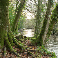Buy canvas prints of Moss on the Woods by the River Fowey by Bob Walker