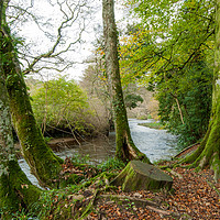 Buy canvas prints of Moss on tree trunks by the River Fowey by Bob Walker