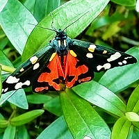 Buy canvas prints of Scarlet Tiger Moth by Bob Walker