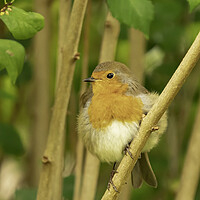 Buy canvas prints of Robin perched on a branch by Mal Spain