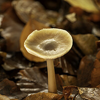 Buy canvas prints of Autumn Fungi by Mal Spain
