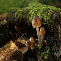 Buy canvas prints of Fungi in Autumn by Mal Spain