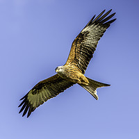 Buy canvas prints of Red Kite by Mal Spain