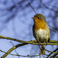Buy canvas prints of Robin Redbreast by Mal Spain