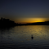 Buy canvas prints of Lone Swan at Sunset by Mal Spain
