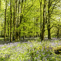 Buy canvas prints of Bluebells by Mal Spain
