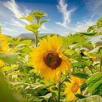 Buy canvas prints of Sunflowers in Bloom by Mal Spain