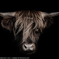 Buy canvas prints of Highland cow close up by Steven Dijkshoorn