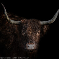Buy canvas prints of Highland cow portrait by Steven Dijkshoorn