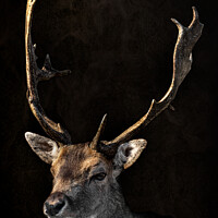 Buy canvas prints of Deer with a dark background by Steven Dijkshoorn