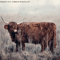 Buy canvas prints of A brown cow standing on top of a dry grass field by Steven Dijkshoorn