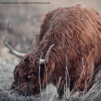 Buy canvas prints of A grazing Scottish Highlander by Steven Dijkshoorn