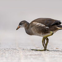 Buy canvas prints of A small bird walks on the road by Steven Dijkshoorn