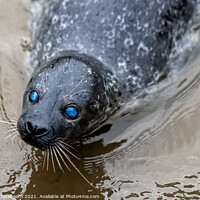 Buy canvas prints of A seal with blue eyes in the water by Steven Dijkshoorn