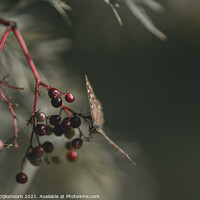 Buy canvas prints of Butterfly on a branch with red berries by Steven Dijkshoorn