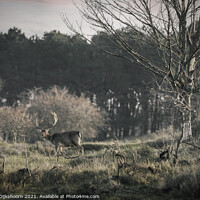 Buy canvas prints of A deer with beautiful antlers in a Dutch landscape by Steven Dijkshoorn