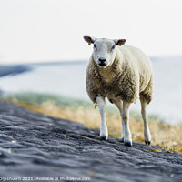 Buy canvas prints of A sheep on the beach in the Netherlands by Steven Dijkshoorn