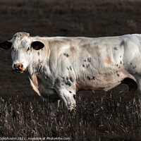 Buy canvas prints of A dutch cow in the meadow by Steven Dijkshoorn