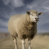 Buy canvas prints of Sheep portrait in the meadow by Steven Dijkshoorn