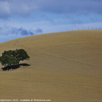 Buy canvas prints of A lonely tree in Tuscany by Steven Dijkshoorn