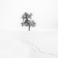 Buy canvas prints of A lonely tree in the snow - Minimalism Landscape by Steven Dijkshoorn