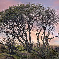 Buy canvas prints of A mystical tree with a beautiful sunrise by Steven Dijkshoorn