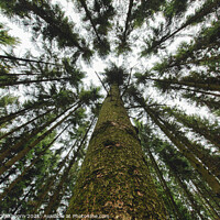 Buy canvas prints of Upright trees in the forest from a frog perspective by Steven Dijkshoorn