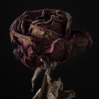 Buy canvas prints of Far reaching rose still life by Steven Dijkshoorn