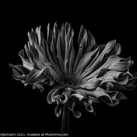 Buy canvas prints of Low key flower black and white by Steven Dijkshoorn