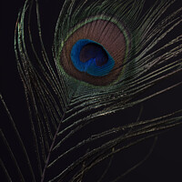 Buy canvas prints of Peacocks feather by Steven Dijkshoorn