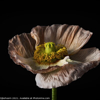 Buy canvas prints of Still Life flower color by Steven Dijkshoorn