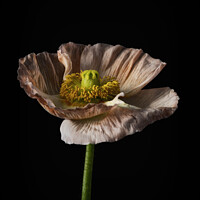 Buy canvas prints of Still Life flower color portrait by Steven Dijkshoorn