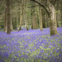 Buy canvas prints of Bluebells at Lanhydrock by stephen tolley