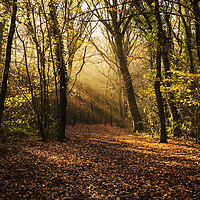 Buy canvas prints of Autumn in the woodland, with leaf covered path and by stephen tolley