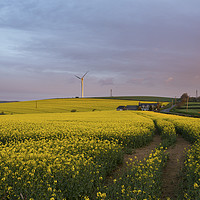 Buy canvas prints of Dawn over rape seed field by stephen tolley