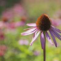 Buy canvas prints of Echinacea (cone flower)  by stephen tolley