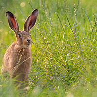 Buy canvas prints of Shropshire Hare by John Breuilly