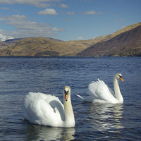 Buy canvas prints of Swans on Loch Etive by David Wilson