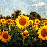 Buy canvas prints of Not A Van Gogh Sunflower! by Nicholas Jones