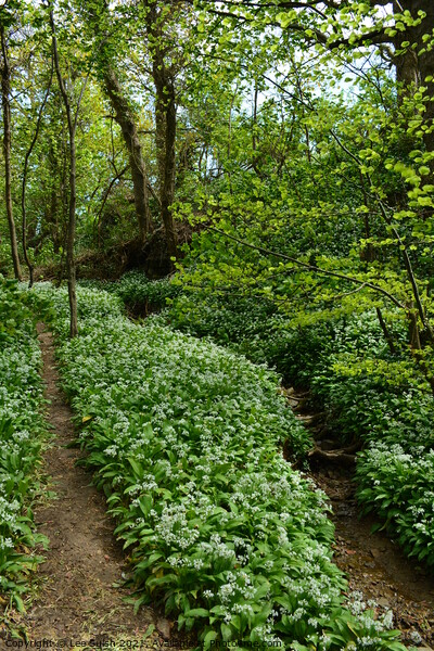 Wild Garlic wood Picture Board by Lee Sulsh
